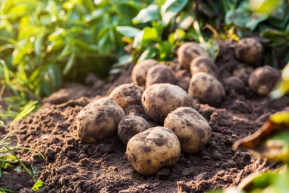 Organic Potatoes in Soil